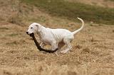 DOGUE ARGENTIN 081